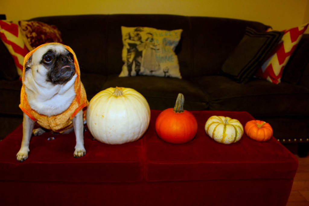 Painting Pumpkins With A Buzz